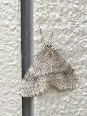 Operophtera bruceata