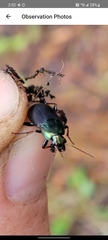 Poecilus lucublandus