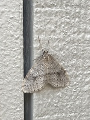Operophtera bruceata