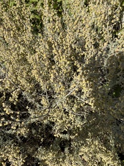 Artemisia californica