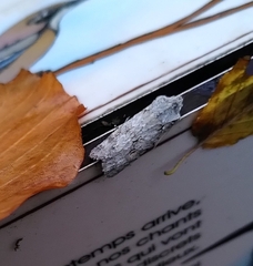 Lithophane ornitopus