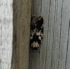 Barea confusella