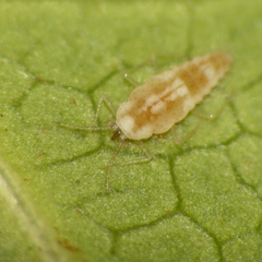 Coniopterygidae