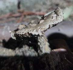 Fungi