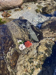 Anemonia alicemartinae