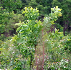 Terminalia brachystemma