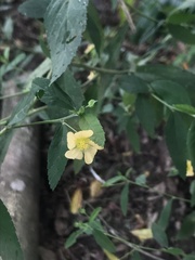 Sida rhombifolia