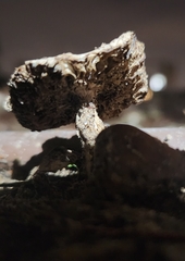 Fungi