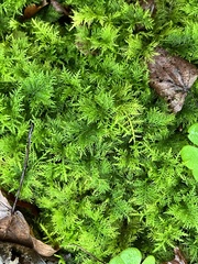 Thuidium