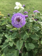 Centratherum punctatum