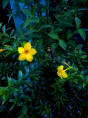Allamanda