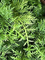 Thuidium