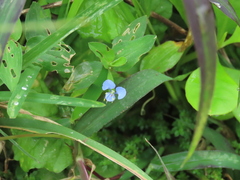 Commelina diffusa
