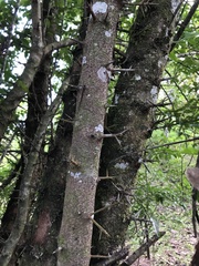 Maclura tinctoria