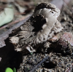 Fungi