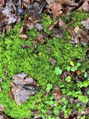 Thuidium