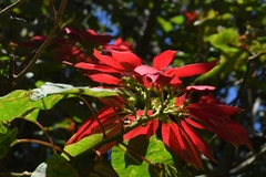 Euphorbia pulcherrima image
