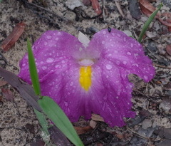 Siphonochilus aethiopicus