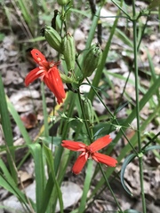 Silene subciliata