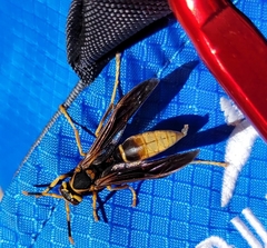 Polistes comanchus