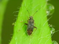 Microtechnites bractatus