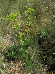 Ferulago galbanifera