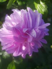 Dahlia pinnata