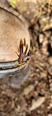 Polistes comanchus