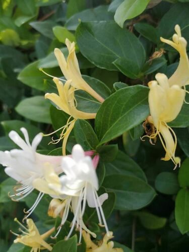 Lonicera japonica image
