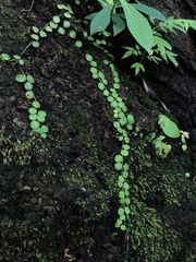Peperomia cyclophylla
