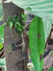 Anolis limifrons