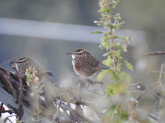 Campylorhynchus gularis