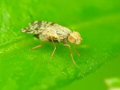 Dioxyna picciola