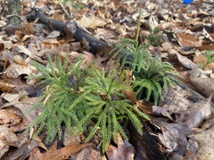 Dendrolycopodium