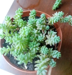 Sedum potosinum