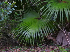 Livistona chinensis