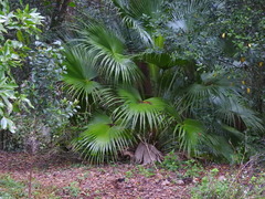 Livistona chinensis