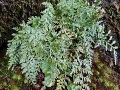 Asplenium montanum