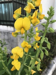 Crotalaria spectabilis