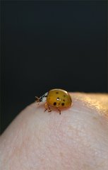 Harmonia axyridis