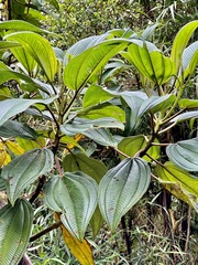Miconia subcrustulata