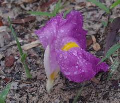 Siphonochilus aethiopicus