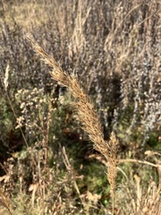 Sorghastrum nutans