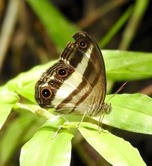 Euptychoides