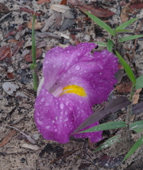 Siphonochilus aethiopicus