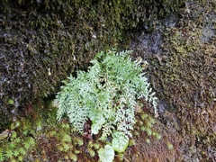 Asplenium montanum