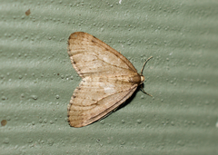 Operophtera