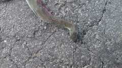 Natrix astreptophora