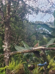 Turdus grayi