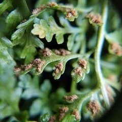 Asplenium montanum